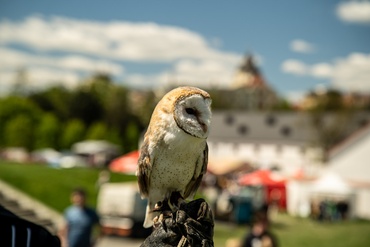 Foto ve fotogalerii